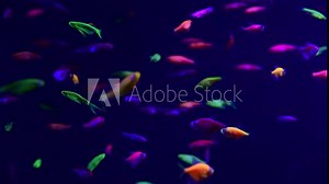 Neon glowfish in freshwater aquarium nature live animals life 4k video