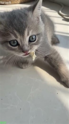 Internet Cat interrupts work - Cute Clips 🎭 Drama!