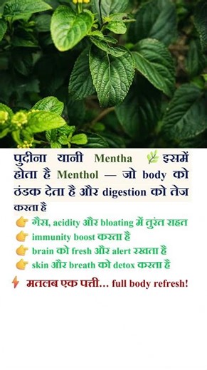ये छोटी सी पत्ती… आपकी body का natural AC है! ❄️🌿 #pudina #mintleaves