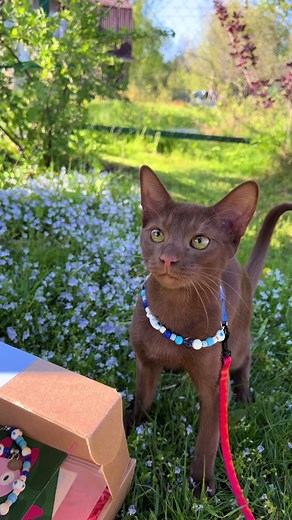 #foryou #fyp #cats #cat #catsoftiktok #fyps) #kittens #kitten #chococat