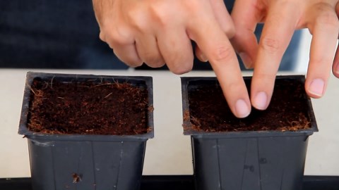 This is the perfect time to plant cucumbers in pots step by step