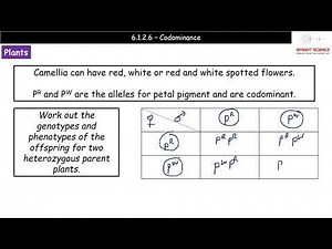 A Level Biology - 6.1.2.6 - Codominance