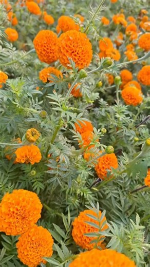 learn english daily on Instagram: "Starting a sentence with AND or BUT isn’t wrong — it’s powerful! 🤯✨ English rules are more flexible than you think. Tags: #englishgrammar #englishfacts #learnenglish #grammartruths #englishreels #englishlearning #spokenenglish #englishteacher #dailyenglish #grammarfacts #languagelearning #wordpower #interestingenglish #mindblown #reelseducation #studyenglish #ankushfacts #englishrules #grammarhack #didyouknow"