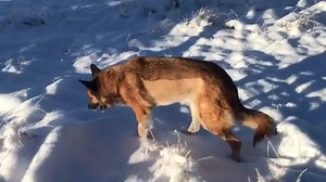 110 reactions · 21 comments | Free Spirit Sanctuary on Reels | Facebook