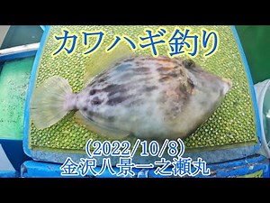 【大貫沖～竹岡沖でカワハギ釣り】低活性時のカワハギの釣り方を検証