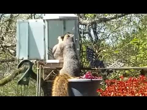Skippy The Squirrel