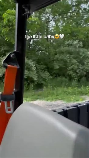 A little throwback moment from the Park 🦌 Watching this young deer take her first wobbly steps never gets old. Moments like these remind us why Wildlife Prairie Park is such a special place—full of quiet, unforgettable encounters with nature. What wildlife memories do you have from your visits to the Park? Tell us what you’ve spotted along the trails. | Wildlife Prairie Park