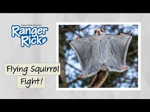 Siberian Flying Squirrels! 🐿️ How Do They Glide? | Fun Wildlife Facts for Kids