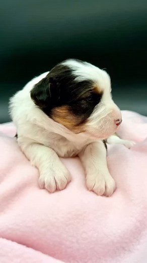 💕 The gorgeous girls 💕 Two weeks old 2️⃣ #miniaustralianshepardsofinstagram #miniaussiesofinstagram #aussiepuppies #wehavepuppies #cummings_family_aussies | Cummings Family Aussies