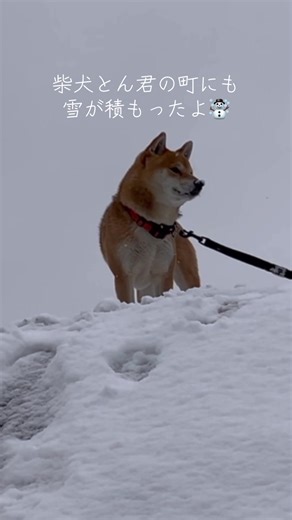 レット・イット・ゴー - 『アナと雪の女王』より - イディナ・メンゼルを使っている柴犬とん-Shiba Inu Ton- (@shibainuton)の動画