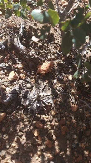 Greater Short-Horned Lizard #nature #wildlife #animals #naturelovers #natural #naturephotography