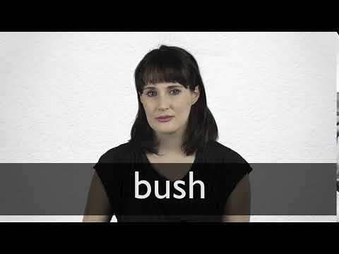How to pronounce BUSH in British English