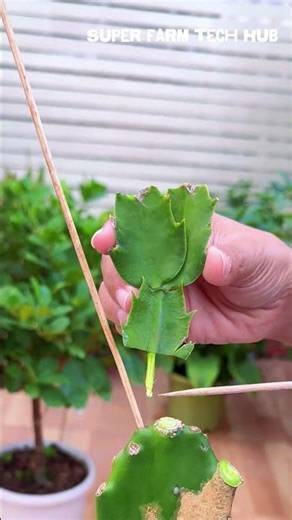Easy Cactus Grafting Tutorial for Beginners | Super Farm Tech Hub #farminglife #farming