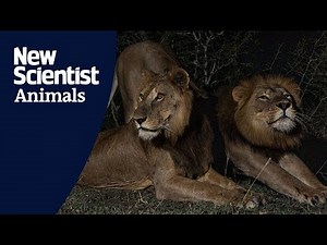 3-legged lion's record-breaking swim across channel