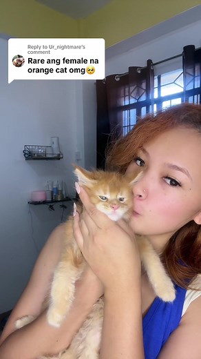 Rare Maine Coon x Siamese Kittens in the Philippines