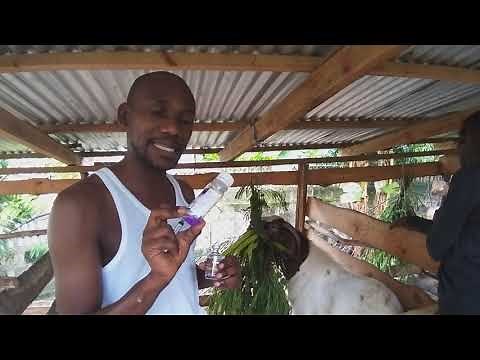 Deworming | How to deworm a goat using Ivermectin through an subcutaneous (SQ) injection