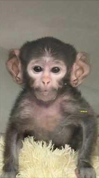 Mexican Punch: Yuji, the baby monkey that melts hearts in Guadalajara