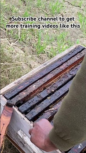 Drone the male bee and its functions #agriculture #honeybee #beekeeping