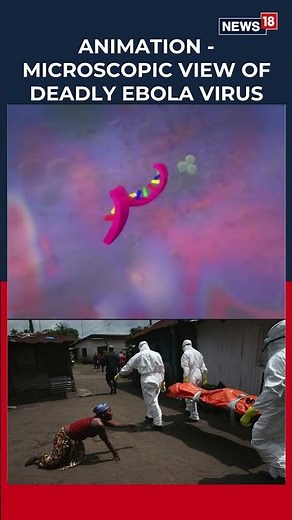WHO Declares Ebola Outbreak in Central Africa Global Health Emergency Alert | World News | N18S