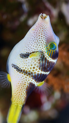 9K views · 380 reactions | Colorful Fish wp YdtRB #nature #ocean #fish | PreeOcean | Facebook