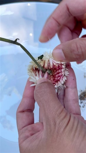 Saving strawflower seeds. The seeds can be separated from the chaff by rubbing. The chaff is carefully blown away.Happy Gardening!💚.... #seedsaving #gardeningtips #growfood #seed #organicgardening #pollinatorgarden #strawflower #vegetablegardening #pnwgardening #growyourownfood | Learn To Grow