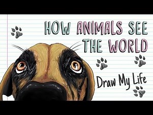 HOW ANIMALS SEE THE WORLD | Draw My Life