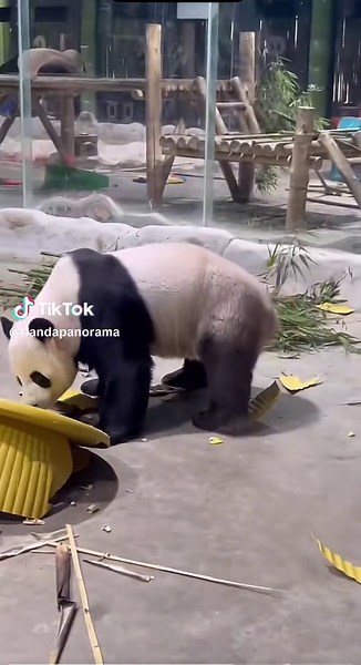 Adorable Giant Pandas - Funny and Cute Moments