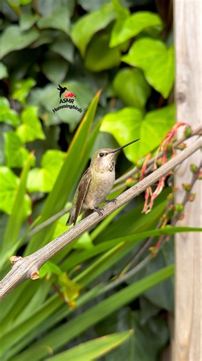 Female Anna’s Hummingbird ✨ #asmr #nature #hummingbirds #annashummingbird