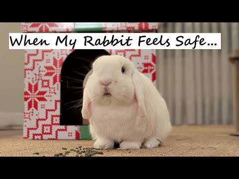 Why Rabbits Need a Hiding Box?