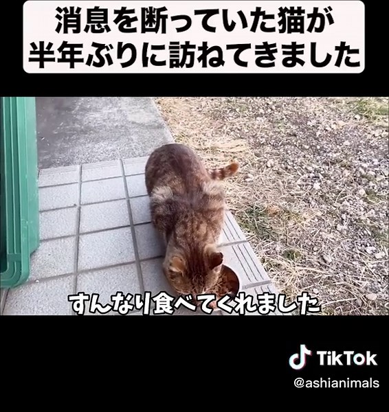 半年ぶりに猫尋ねてきました。#あにまるず #動物のいる生活 #野良猫