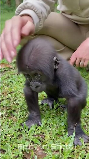 Newborn Gorilla Leans Into Her Touch 😭🦍