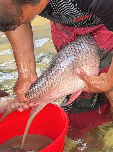 Rohi Fish Breeding Techniques Guide