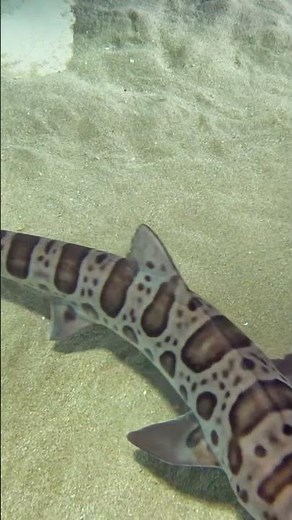 Birch Aquarium: Leopard Shark Love