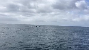 1.9K views · 124 reactions | Another whale of a day on lake Aliwal!!! #aliwalshoal #dolphins underwater #humpbackwhale | Blue Ocean Dive Resort - Aliwal Shoal | Facebook