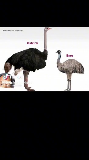 The Australian emu war #ostrich #emu #Franklinuniversity #chrisfranklin966 #history #Australianhistory