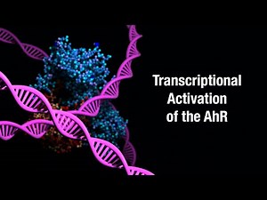 Transcriptional Activation of the AhR