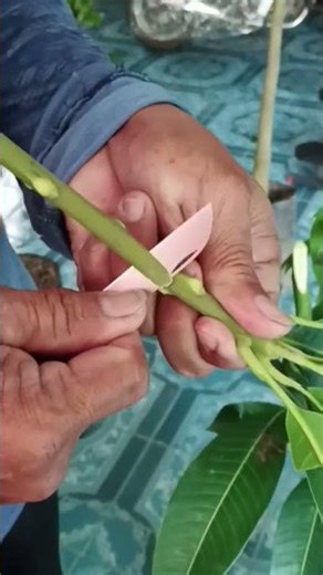 เสียบยอดมะม่วว #haveitoldyoulatelythatiloveyou #เสียบยอด #วิธีเสียบยอด #chainsaw