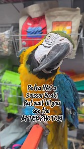 Available for adoption! 520-288-6310 Call us for grooming or to adopt a bird! #adoptdontshop #volunteer #tucson #fyp #parrotsoftiktok #parrots #fy | Paradise Parrot Rescue