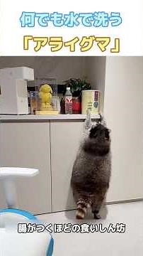 何でも水で洗う「アライグマ」の衝撃の理由！？飼い主をガブガブ噛む“クズ可愛い”生態 #アライグマ #ペットのいる生活 #可愛い動物 #癒やし動画 #おもしろ動物 #动物杂学 #解圧動画