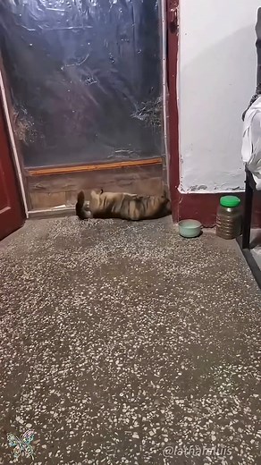27K views · 446 reactions | Cats can open the door #cat #catlover #funny #funnyvideos #foryou #fypage #funnycat #funnyamimals | Кыштымский Карлик | Facebook