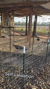 1.3K views · 1.7K reactions | Farming isn’t just about crops; it’s about cultivating self-love! Every seed planted teaches us to value our growth! ❤️ #FarmingLife #SelfValidation #GrowWithMe #NatureVibes #homestead #wellness #NewBeginnings #farmanimals #setups #BackyardGoals | Jesus King McCoy | Facebook