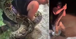 Massive 18-foot python wraps around hunter during capture in Florida Everglades
