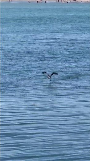 Pelican Life at the Beach | Amazing Sea Birds in Action | Pelican Wildlife & Nature Documentary