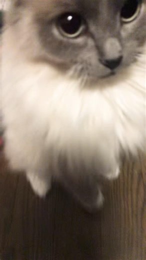 String mode #lockedin #cat ￼#catbreed #cute