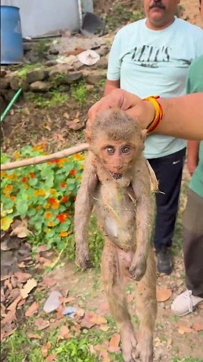 Monkey got electric shock from high tension line #monkey rescue