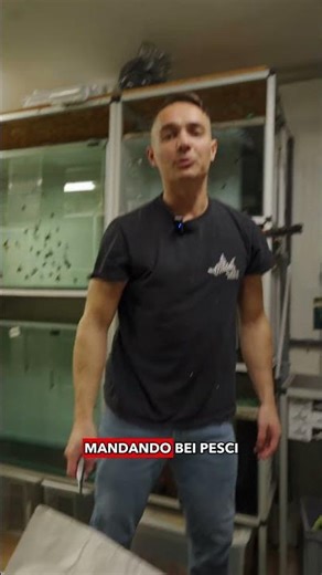 Hypostomus asperatus unboxing