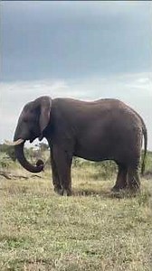 elephant #dharmendranawaliya #himanshu