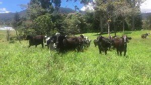 5.9K views · 69 reactions | Disponibles para la venta...