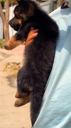 8810623046 German Shepherd puppy booking quality healthy trained puppies available contact now fast