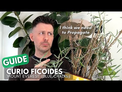 How to Propagate Curio Ficoides Mount Everest (Chalk Sticks / Skyscraper Senecio)